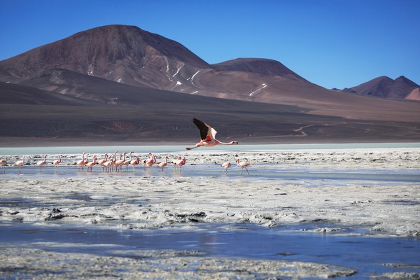 Laguna Brava