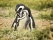 Pingouins, Argentine, assurance voyage argentine