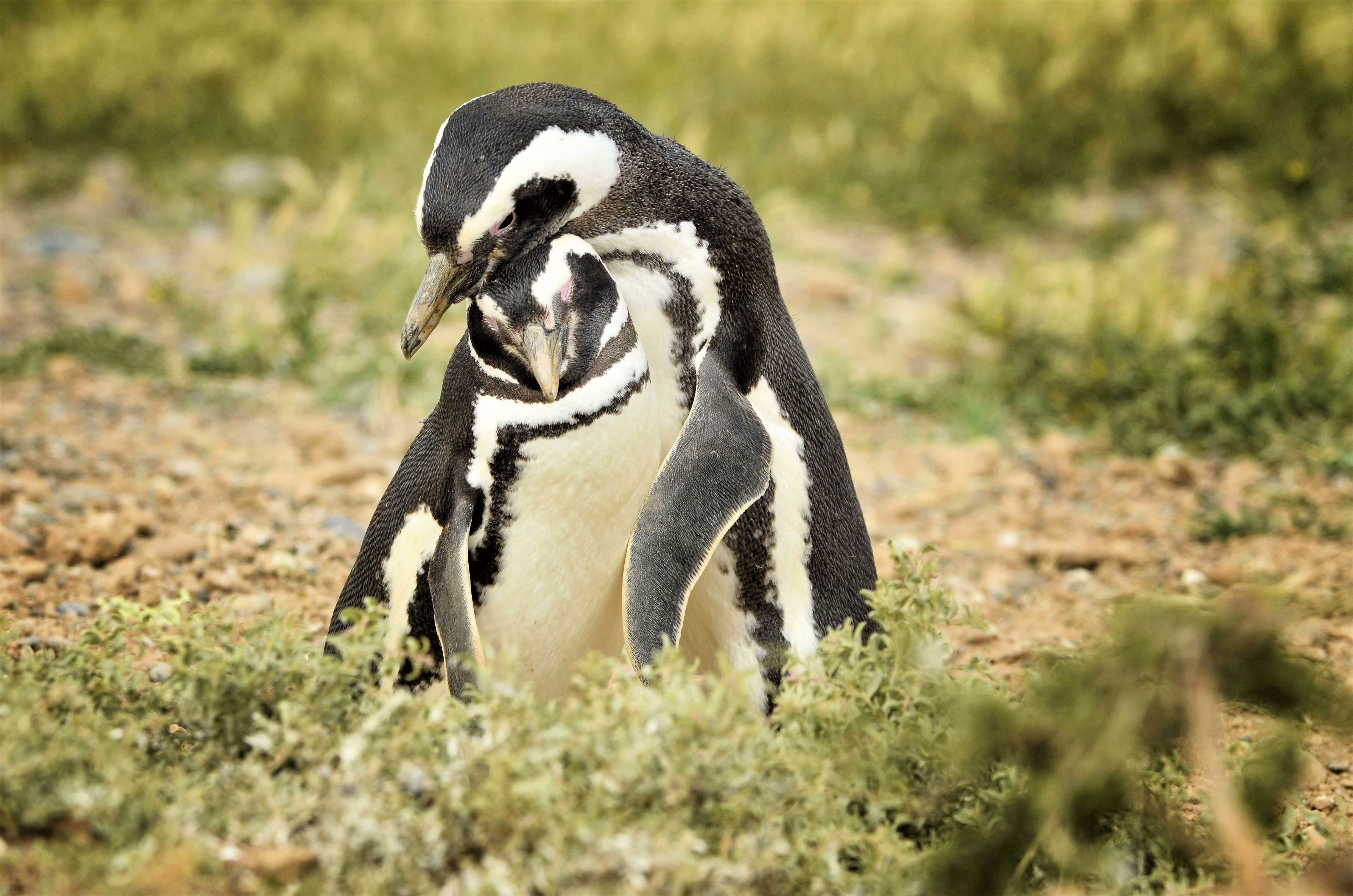 Pingouins, Argentine, assurance voyage argentine