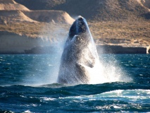 Baleines, Péninsule Valdès, Argentine