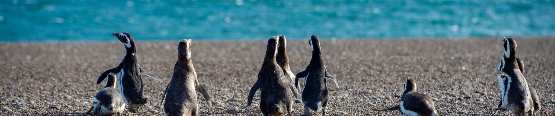 Manchots de Magellan, information argentine