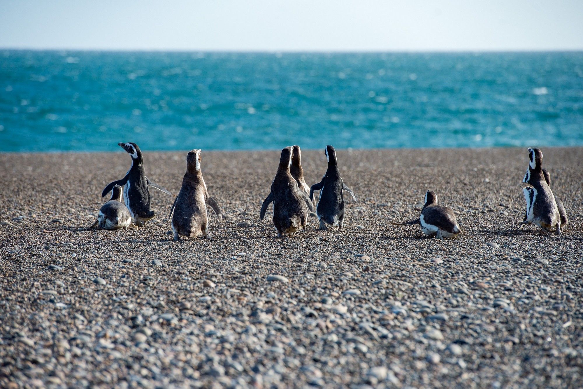 Manchots de Magellan, information argentine
