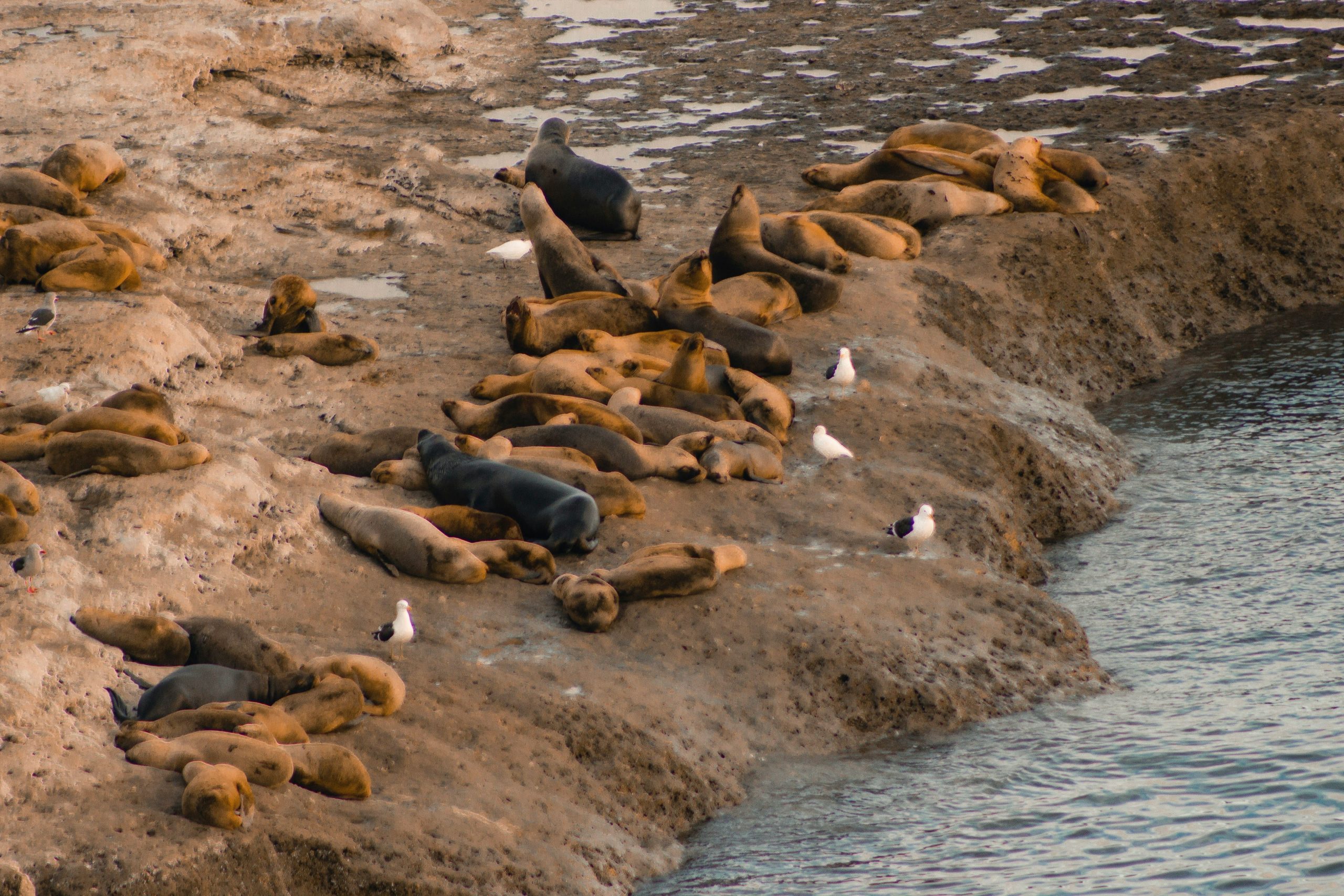 phoques-puerto-madryn-argentine