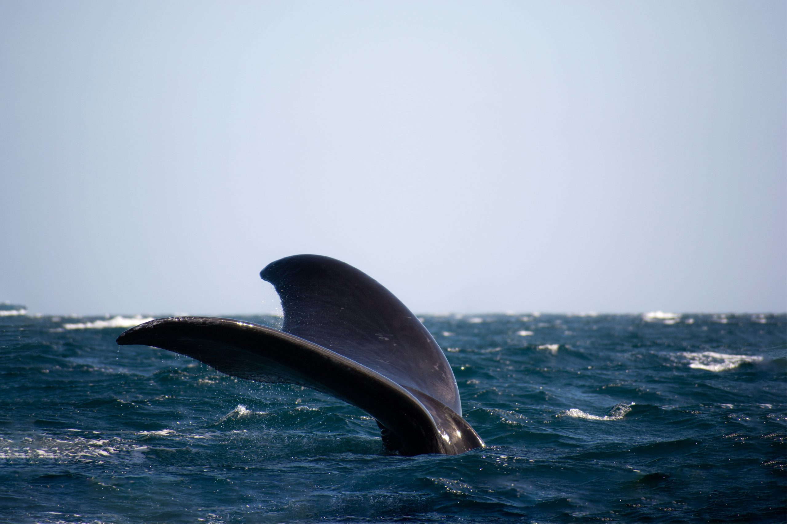 baleine-patagonie-argentine-domie-sharpin-unsplash
