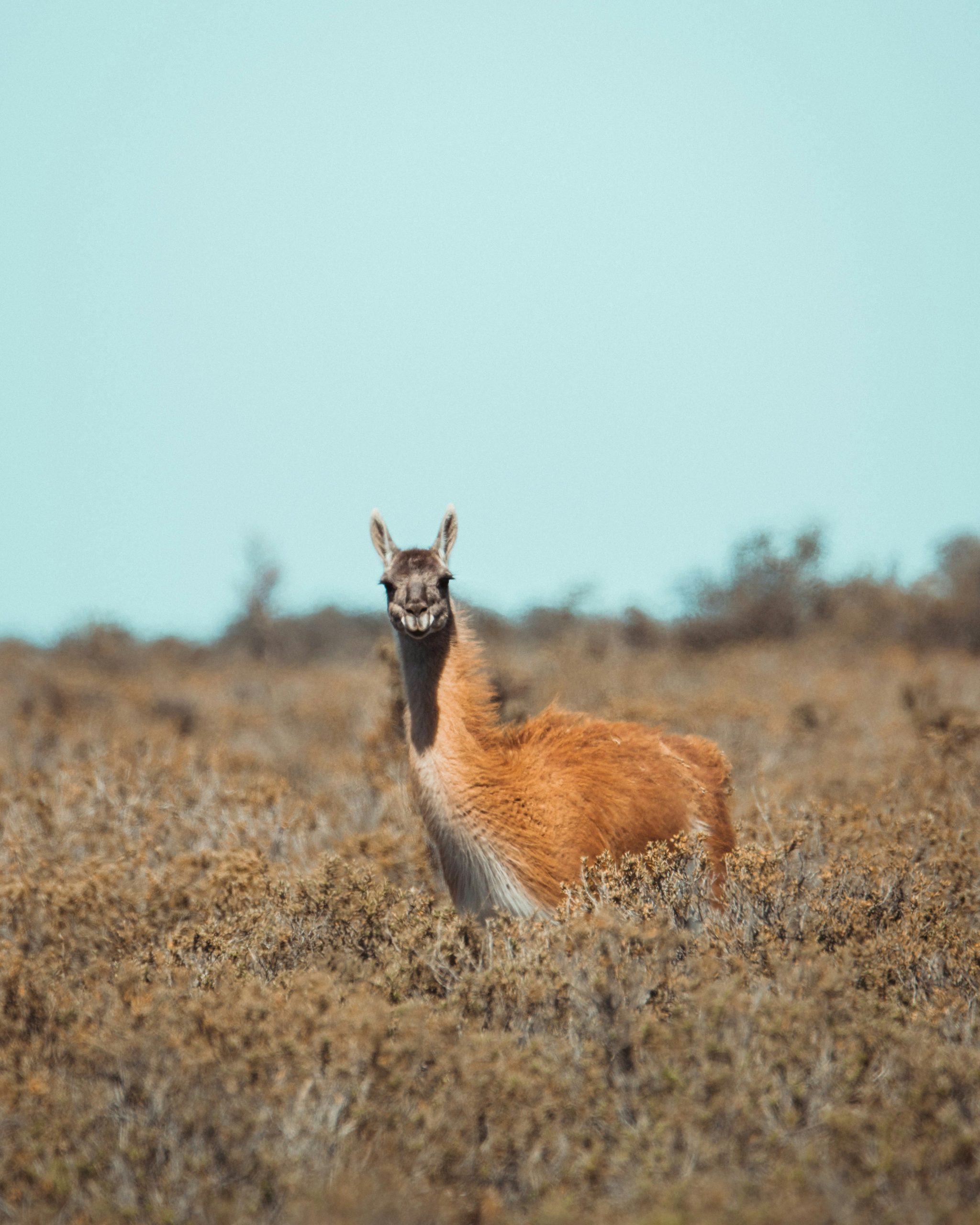 valdes-puerto-madryn-argentine-fermin-rodriguez-penelas-unsplash