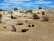 Réserve de Punta Tombo, Argentine