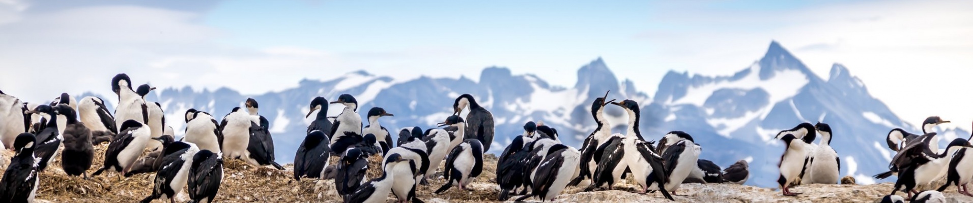 Colonie de cormorans, Canal de Beagle, thème voyage argentine