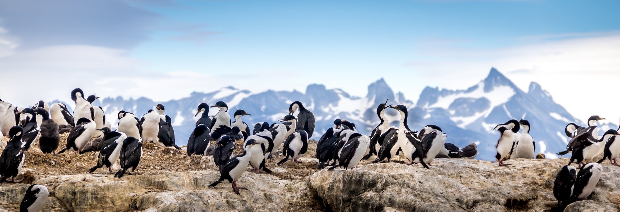 Colonie de cormorans, Canal de Beagle, thème voyage argentine