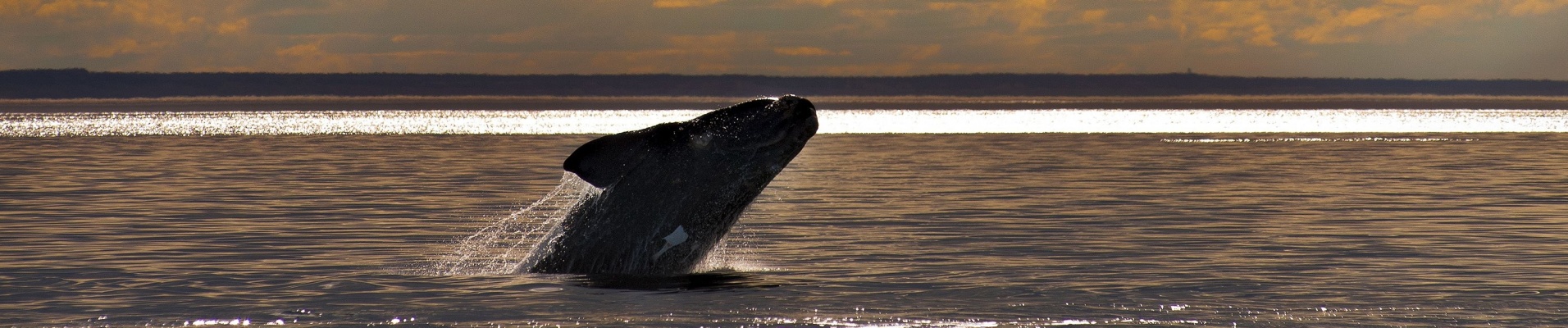 Baleine, Patagonie, Argentine