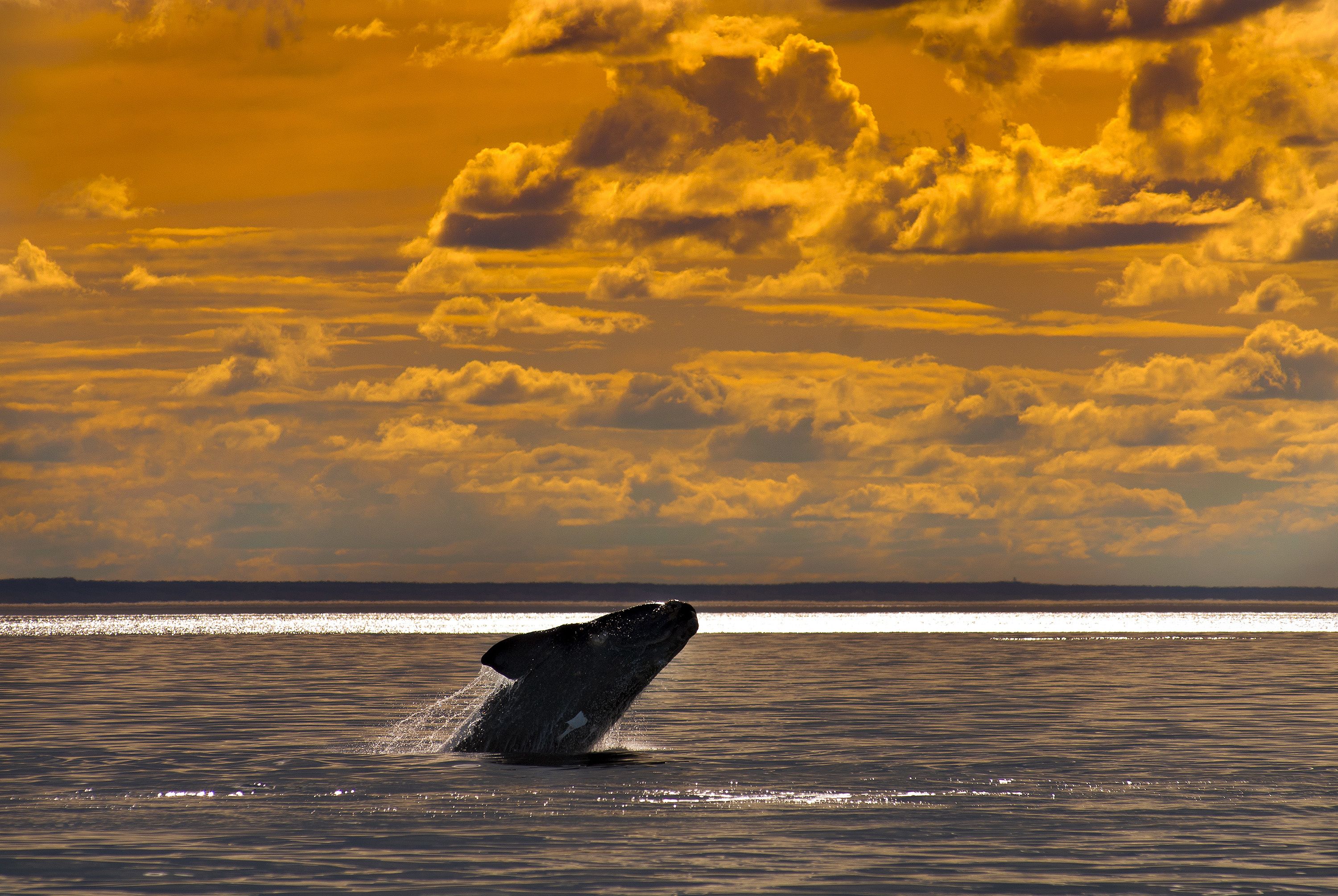 Baleine, Patagonie, Argentine