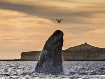 Baleine, Péninsule Valdés