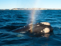 croisière-australis-baleine