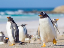 Penguins