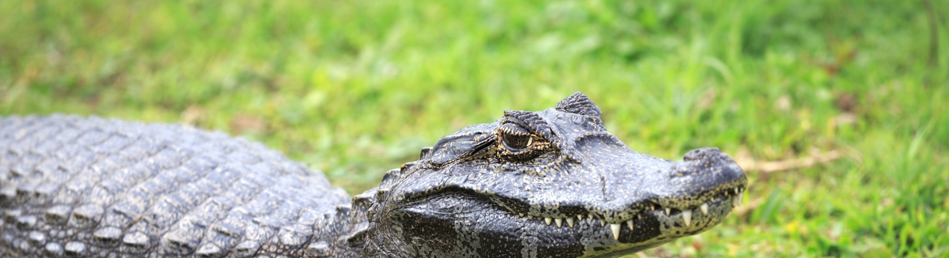 Caïman, Esteros del Ibera