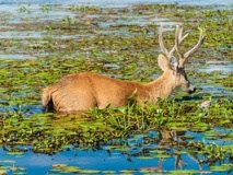 Cerf des marais, Esteros del Ibera