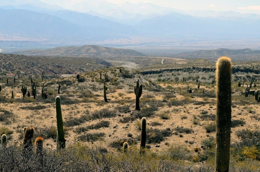 Paysage cactus