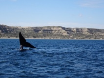 Baleine, péninsule Valdés