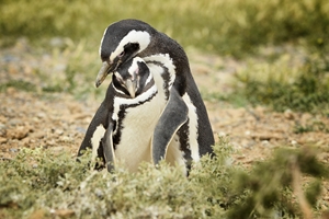 Manchots de Magellan