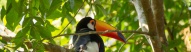 Toucan