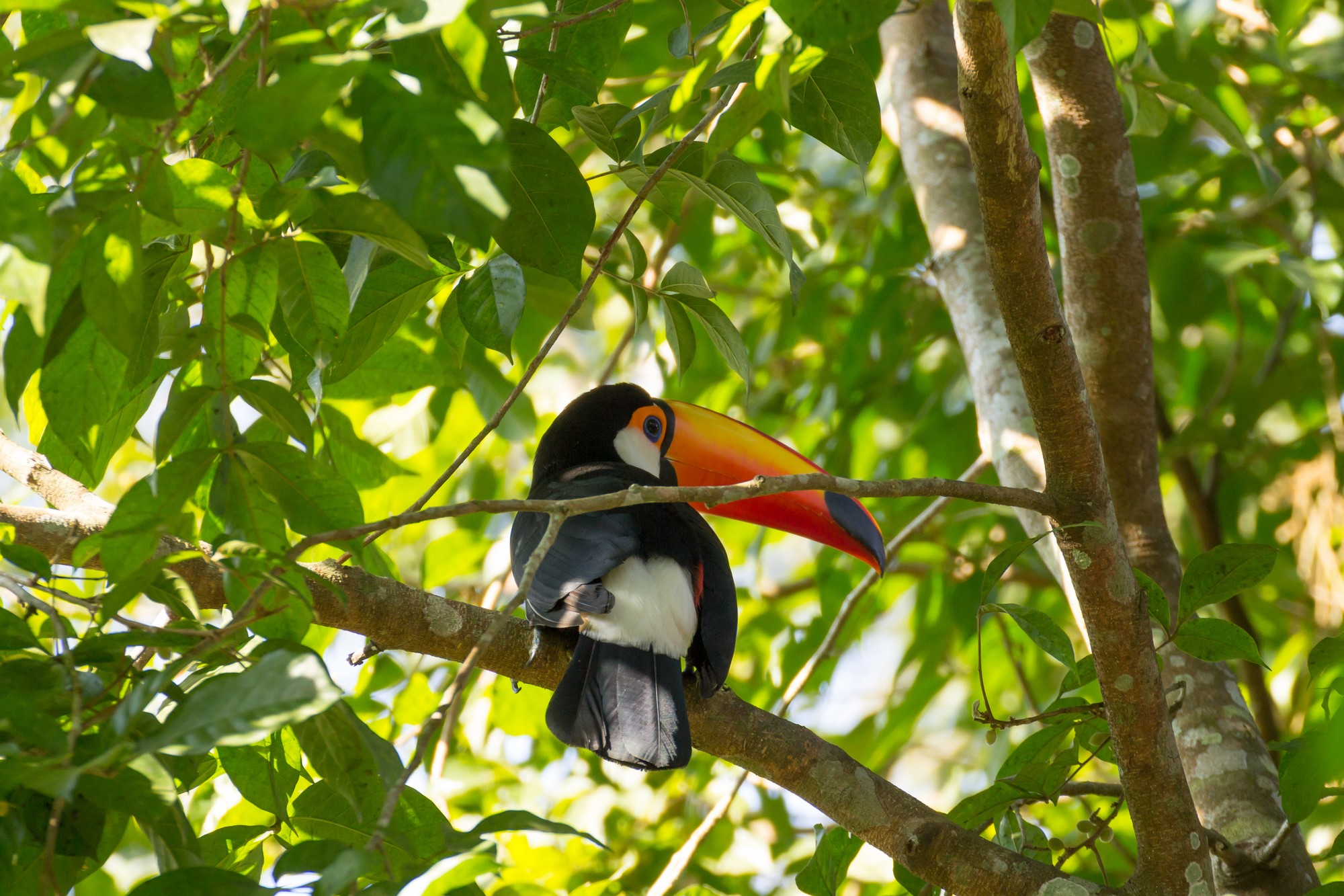 Toucan