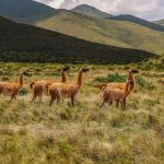 Le grand tour de l’Argentine