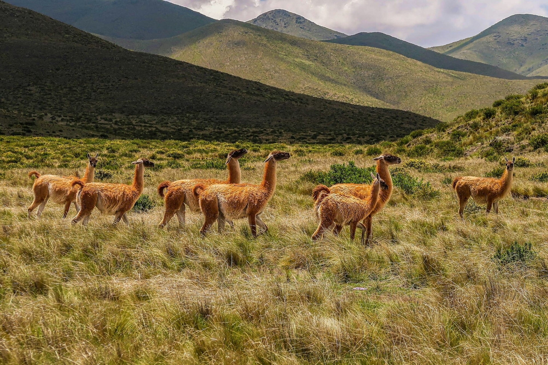 troupeau-de-lama-argentine