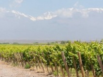Vignes près de Mendoza