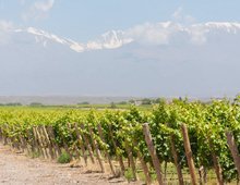 Vignes près de Mendoza