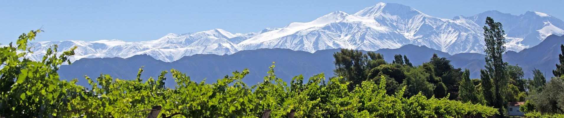 Vignes, Cuyo, Mendoza