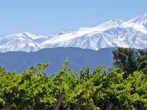 Vignes à Mendoza