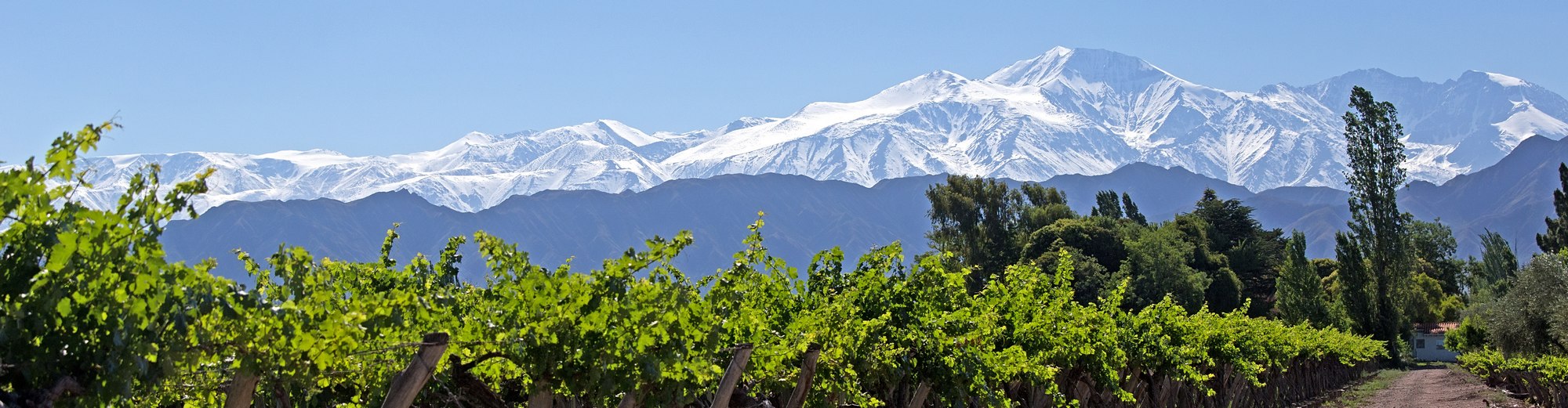 Vignes à Mendoza