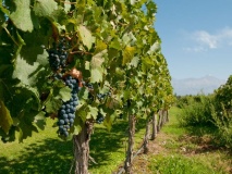 Vignobles dans la région de Mendoza