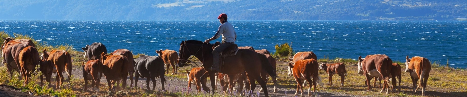 Gauchos et son bétail dans la région de Bariloche