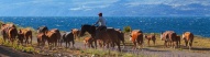 Gauchos et son bétail dans la région de Bariloche