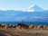 Gauchos et son bétail dans la région de Bariloche