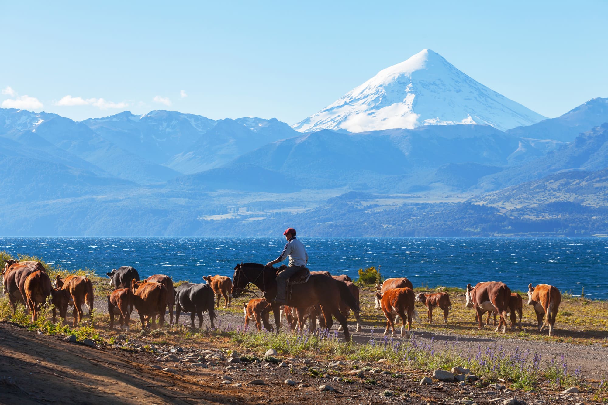 Gauchos et son bétail dans la région de Bariloche