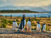 Penguins sur l'île des Oiseaux