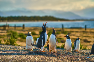Penguins sur l'île des Oiseaux