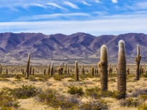 Parc National de Cardones