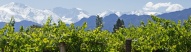 Vignes et montagnes enneigées à Mendoza en Argentine