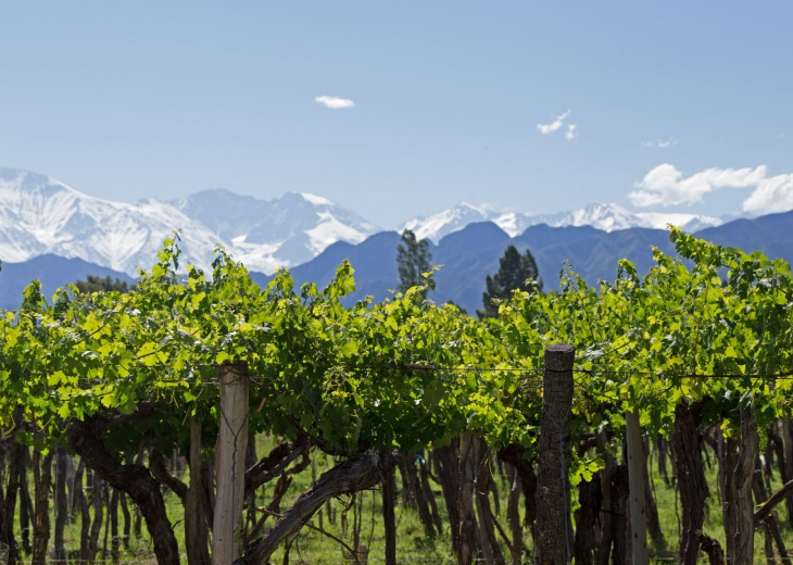 Vignes et montagnes enneigées à Mendoza en Argentine