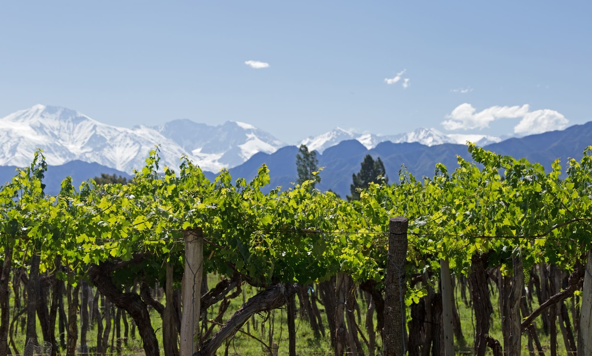 Vignes et montagnes enneigées à Mendoza en Argentine