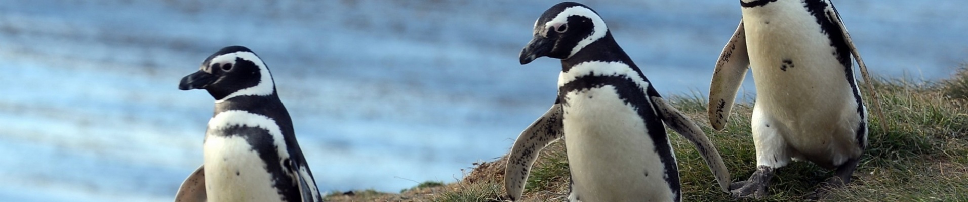 Pingouins Argentine