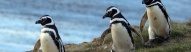 Pingouins Argentine