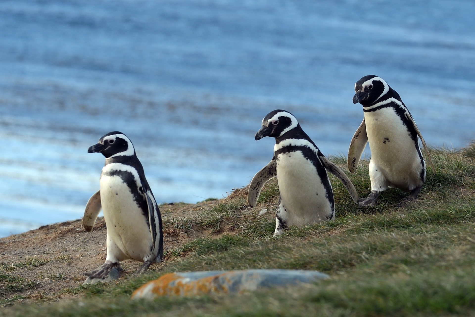 Pingouins Argentine