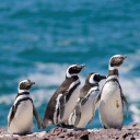 argentine-ushuaia-pingouin
